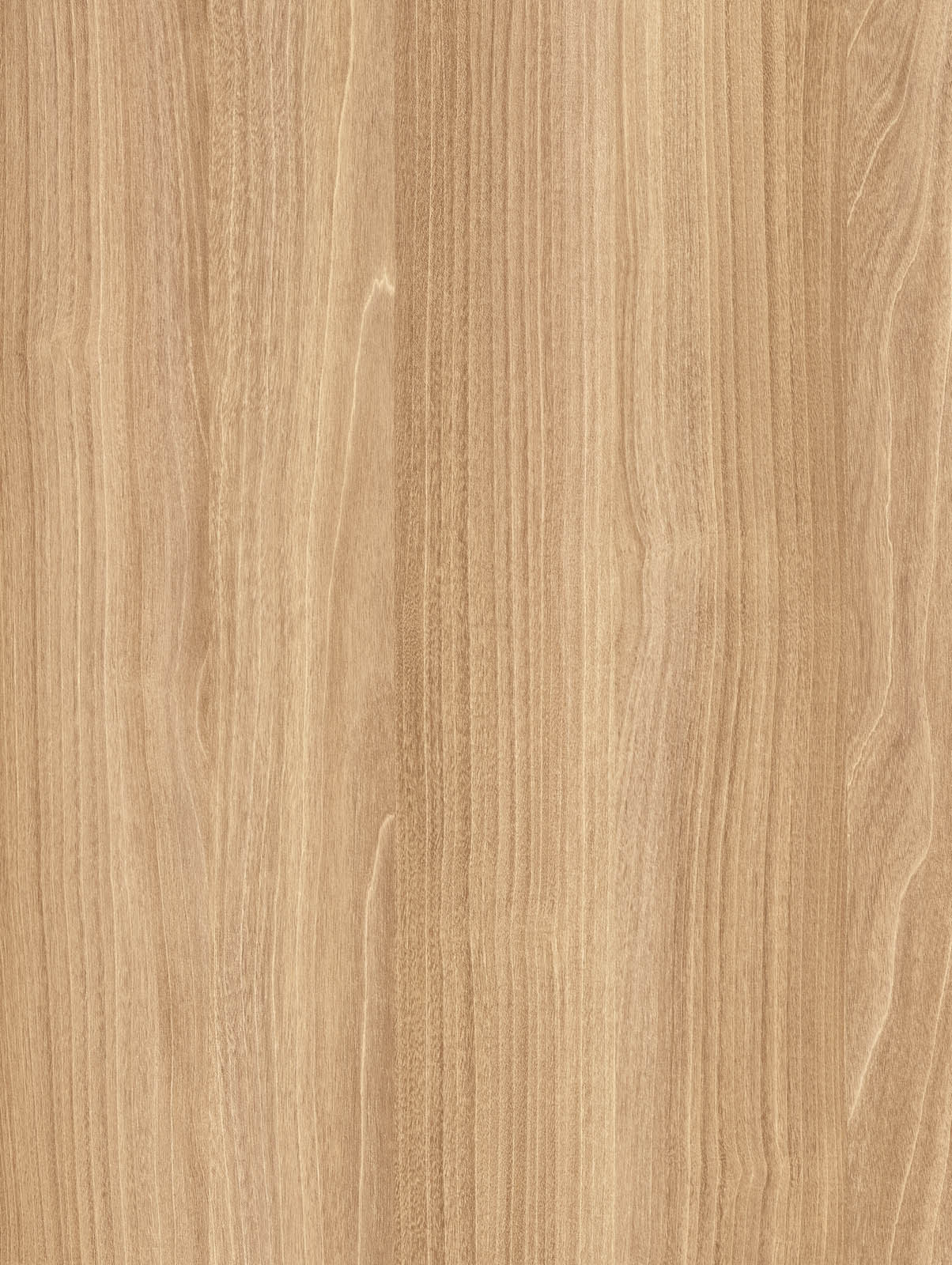 AMERİKAN MAPLE